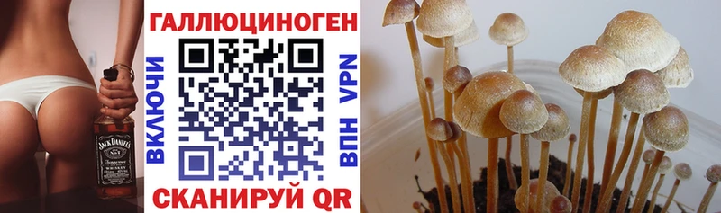 как найти   Кириши  Псилоцибиновые грибы GOLDEN TEACHER 